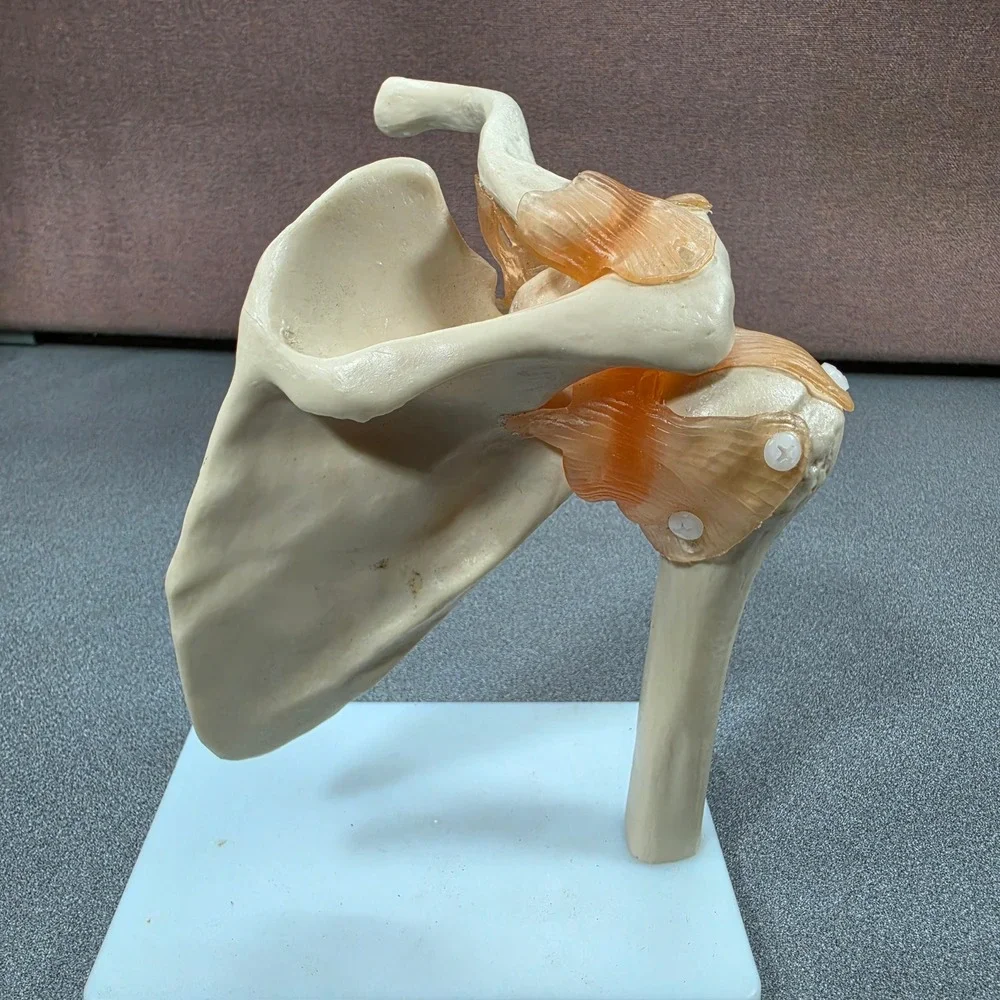 Unbranded anatomical shoulder